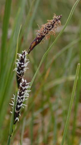 Carex