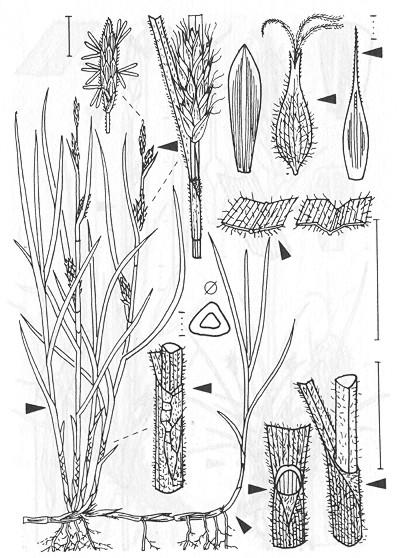 Carex hirta (Ostřice srstnatá) rozšíření: Evropa, S Afrika, Malá Asie, zavlečena S Amerika výběžkatá pochvy červenohnědé, síťnatě rozpadavé