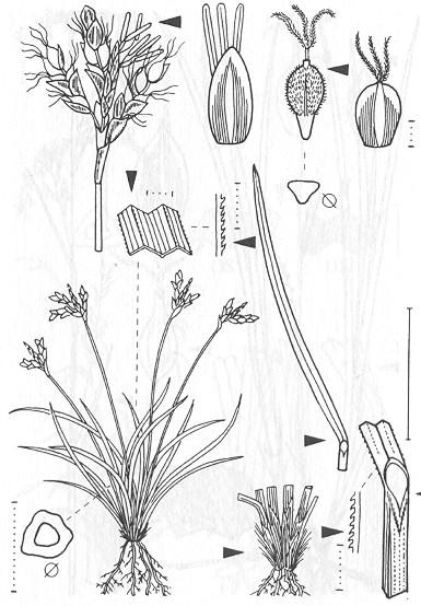 Carex ornithopoda (Ostřice ptačí nožka) C2 rozšíření: Evropa fertilní lodyhy delší jak listy lodyha postranní pochvy červenohnědé vláknitě rozpadavé klásky přisedlé,