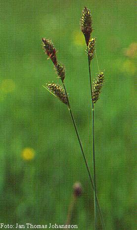 Carex