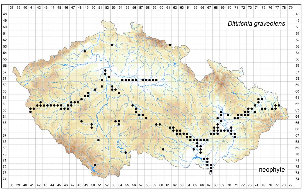 Distribution of Dittrichia graveolens in the Czech Republic Author of the map: Michal Ducháček, Petr Kocián, Pavel Kúr Map produced on: 26-10-2018 Database records used for producing the distribution