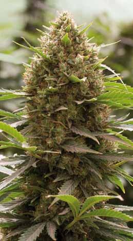 Amnesia Kush Amnesia Haze x OG Kush (80% Sativa/20% Indica). 65-75 dny. Začátkem října do poloviny října. Až 3 metry. 500-600 g/m 2. 600-800 g/rostlina.