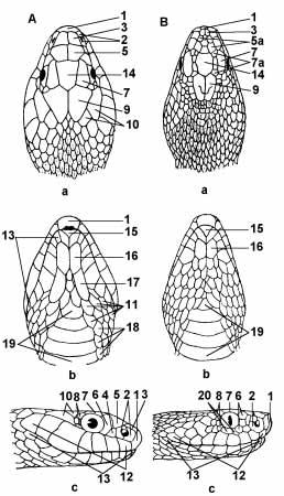Obr. 2 upiny nahlavê hadû A uæovka B zmije pohled a shora b zespodu c zestrany Podle BANIKOV et al.