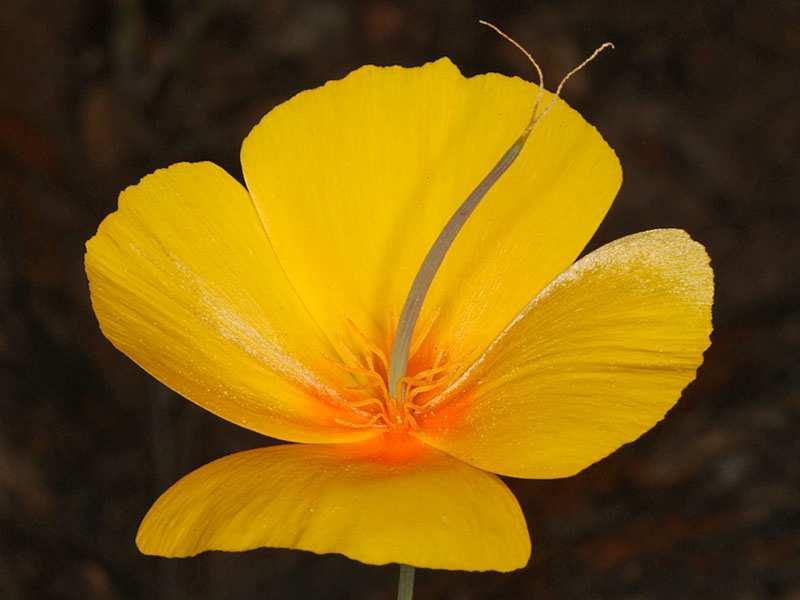 Eschscholtzia patří do čeledi Papaveraceae a pojmenoval ji Albert von Chamisso podle svého přítele, profesora Johanna Friedricha Eschscholtze, německého fyzika a