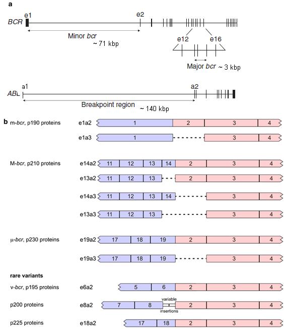 zlomy v Major oblasti jsou často nacházeny i mrna s exonovým spojením e1a2, tedy minor-bcr/abl, patrně díky alternativnímu sestřihu pre-mrna (van Rhee, et al 1996).