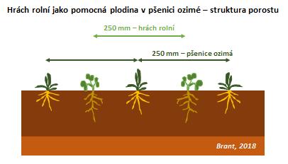 rozvoje plevelů - Pozitivní vliv na růst kořene pšenice do půdy