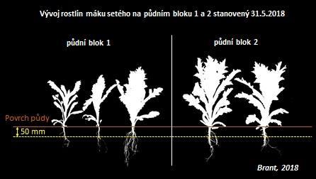 Protierozní ochrana Mák s pomocnou plodinou Cíle technologie - Eliminace erozních rizik - Zamezení