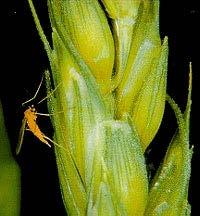pšenice (DTR) stéblolam pšenice Odolnost proti škůdcům plodomorka plevová (Sitodiplosis mosellana)