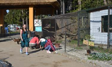 Starosti o zajištění perfektního chodu zoo a pracovní nasazení všech lidí nám umožnilo přežít tohle pro nás nepříjemné období bez úhony.