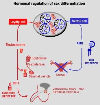 AMH ( ANTI-MÜLLERIAN HORMONE ) Prenatální produkce Sertolliho