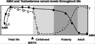 AMH ( ANTI-MÜLLERIAN HORMONE) Postnatálně u mužů zůstává vysoká hodnota až do puberty (přechodný pokles perinatálně). S dozráváním Sertolliho buněk produkce klesá.