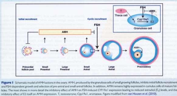 AMH ( ANTI-MÜLLERIAN HORMONE) AMH je tvořen bb. granulózy preantrálních a malých antrálních folikulů do velikosti 4 mm.