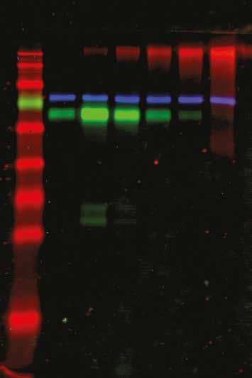 chemiluminescence ECL, fluorescence ve viditelné RGB