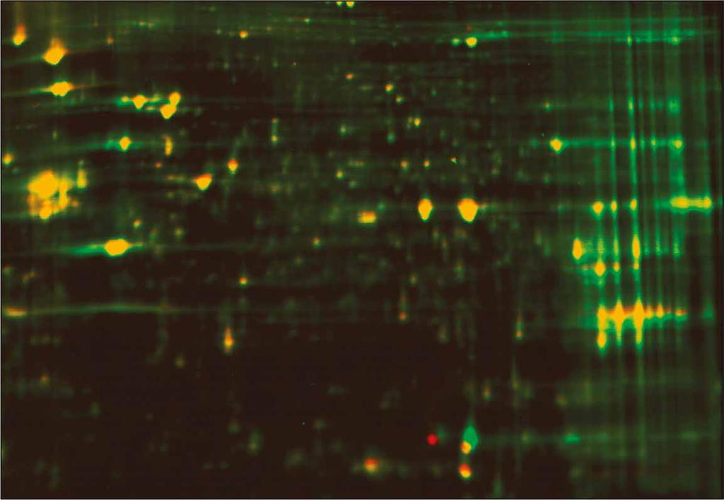 Fluorescence
