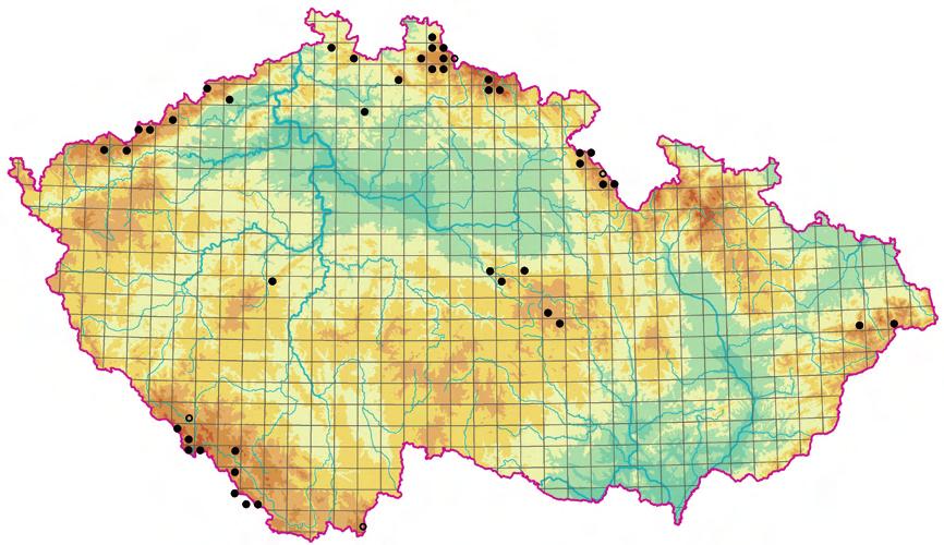 Bylinná vegetace pasek a narušovaných stanovišť v lesním prostředí (Epilobietea angustifolii) bylinného patra s výskytem druhů horských smrčin (např.