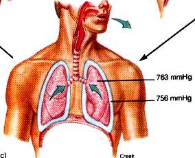 Výdech - exspirium po konci vdechu elasticita plic táhne hrudní