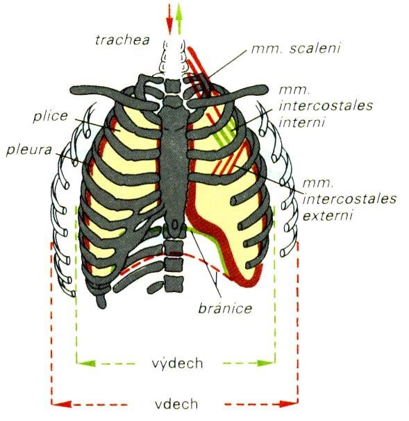 Inspirační a exspirační svaly Inspirační svaly: bránice mm.intercostales ext. mm.intercostales paraster.