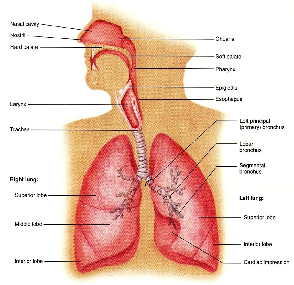 Anatomie dýchacího systému Dýchací cesty dutina nosní (event.