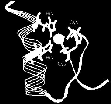 Co vyjádřuje MI v biologických sekvencích $ egrep c "." ATH1.fa 233194 $ egrep c "C..C" ATH1.fa 8196 $ egrep c "H..H" ATH1.fa 7398 $ egrep c C..C.+H..H\ H.