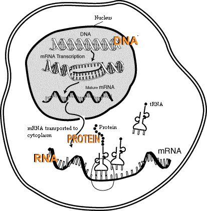 DNA RNA PROTEIN