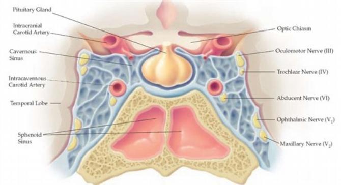 htps://www.pituitary.org.