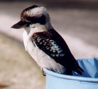 ZVÍŘATA AUSTRÁLIE Ptakopysk, ježura a ledňáček kookaburra patří mezi známé a oblíbené živočichy, které v přírodě nalezneme pouze v Austrálii. Proto byly vybrány jako symboly olympijských her.