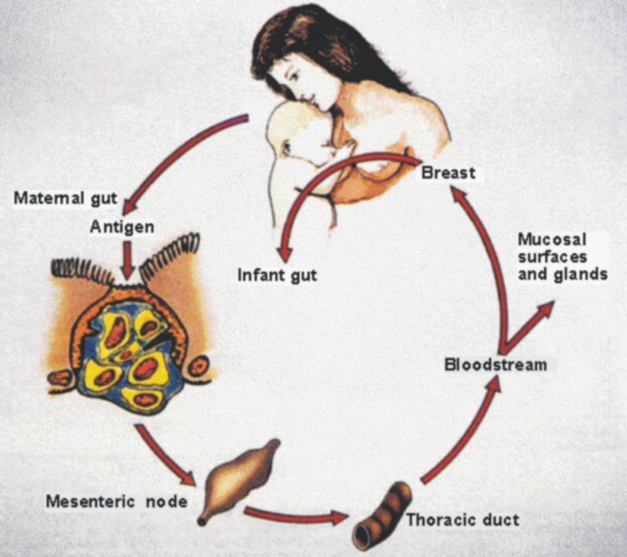 Společný imunitní systém sliznic střevo matky mléčná žláza bakterie a