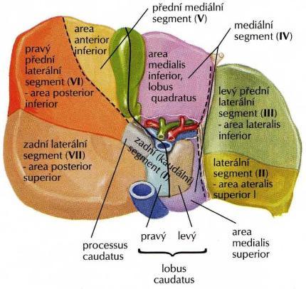Vena portae je uložena vzadu v lig. hepatoduodenale.