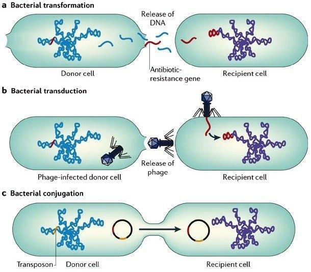 Obrázek 5 Znázornění jednotlivých typů horizontálního přenosu rezistence. Dostupné z: https://microbeonline.com/wp-content/uploads/2013/09/horizontal-genetransfer-mechanism.jpg 3.