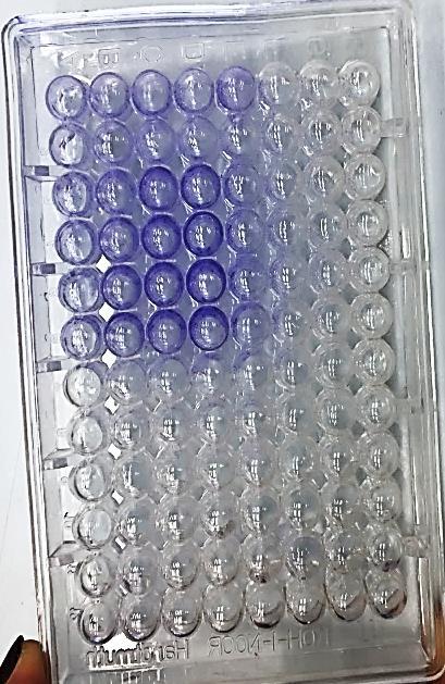 Nežádoucí kontaminace tekutých výrobků OB: tvorba biofilmů 4 Christensenova zkumavková metoda: modifikace v mikrotitračních destičkách (Olivares a kol.