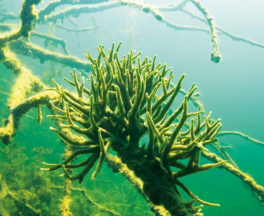 SPONGILLA LACUSTRIS Pod hladinou našich stojatých vod můžeme na různých potopených větvích a předmětech narazit na útvary vzdáleně připomínající mořské korály.
