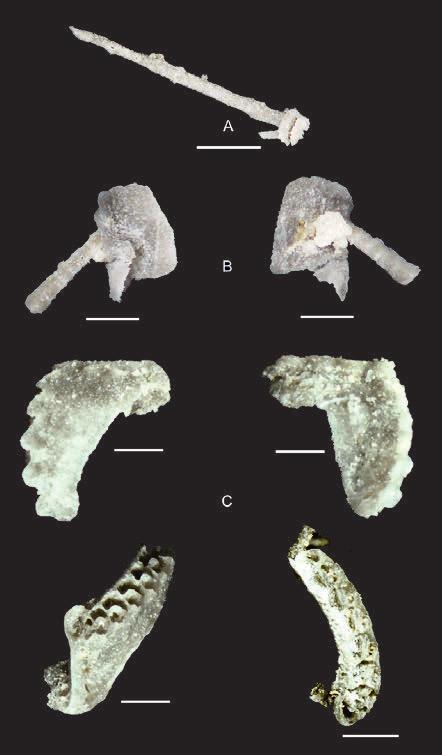 SYSTEMATICKÁ ČÁST Kmen Echinodermata KLEIN, 1734 Třída Ophiuroidea GRAY, 1840 Materiál: 1 trn (Obr. 2A). Popis: Trn z hadice, u kterého nejsou známé širší příbuzenské vztahy.