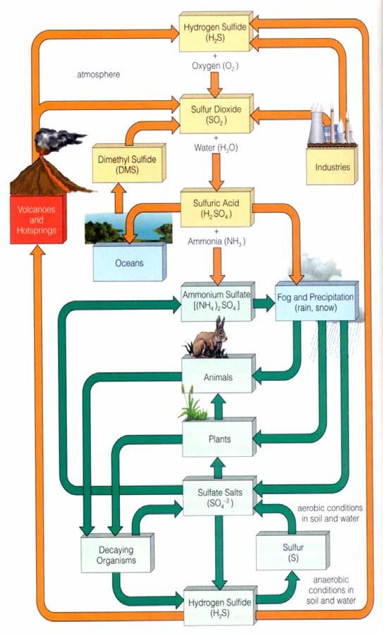 Biogeochemický cyklus síry Většina síry vázána minerálně (pyrit, sádrovec): H 2 S a SO 2 uvolňován z aktivních vulkánů rozkladem organické hmoty SO 2 4 do atmosféry tříštěním slané vody DMS