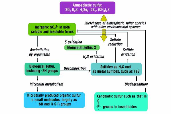 Biogeochemický