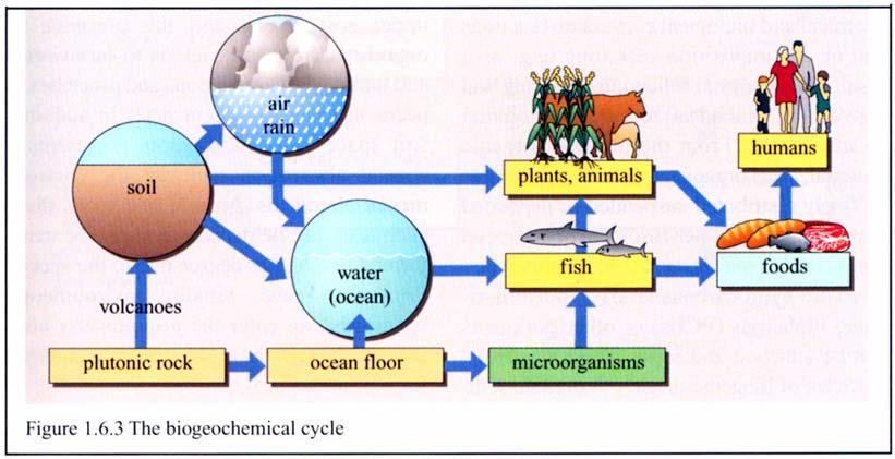Biogeochemické cykly = Σ hydrologického + geologického + ekologického cyklu Normální, nenarušené