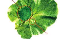 Zlepšený účinek listových hnojiv YaraVita přísadám a) Smáčecí činidla vedou k optimálnímu pokrytí povrchu listů.