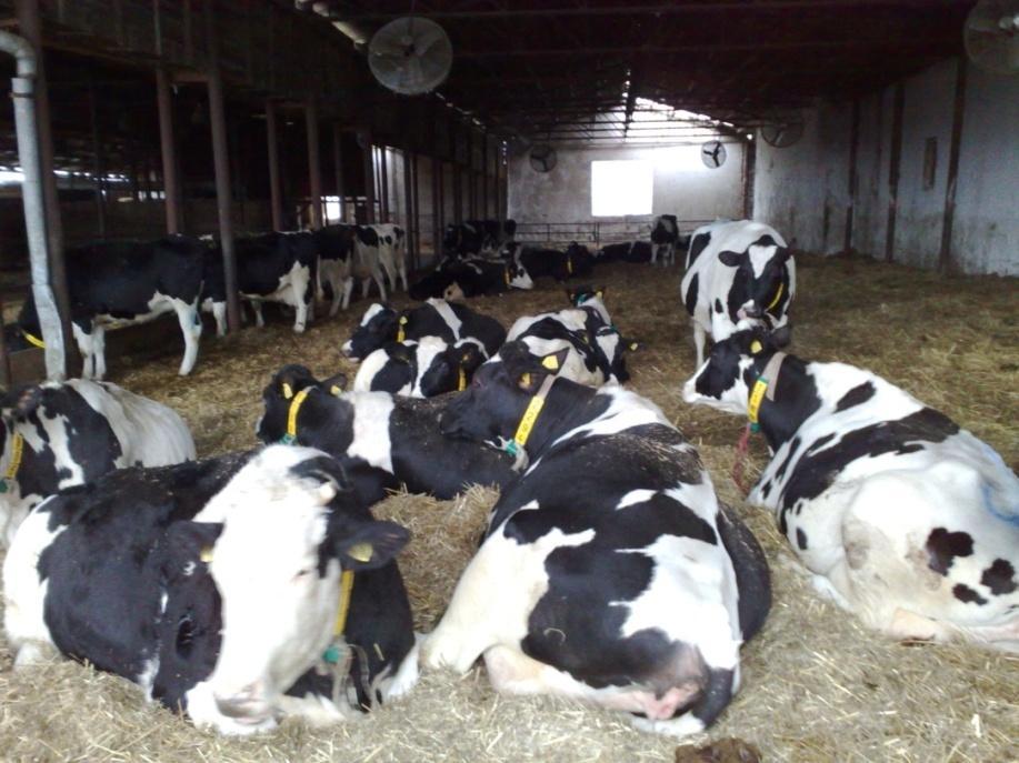 Přesun 3-9 dní před porodem U nízko postavených krav se sníží příjem krmiva.