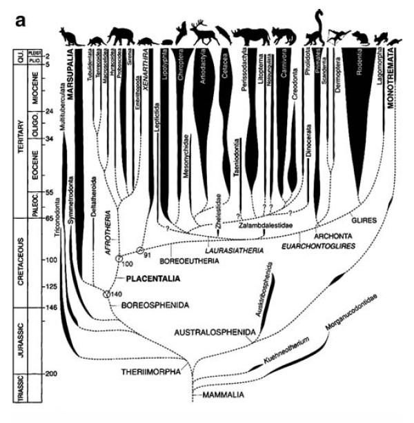Některé fylogenetické stromy mohou kromě topologie nést další informaci, např.
