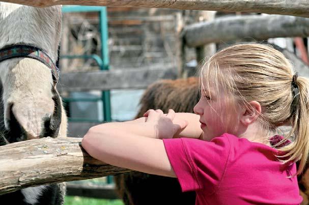 Jestliže se tvůj kůň zraní nebo onemocní, nemůžeš na něm jezdit!