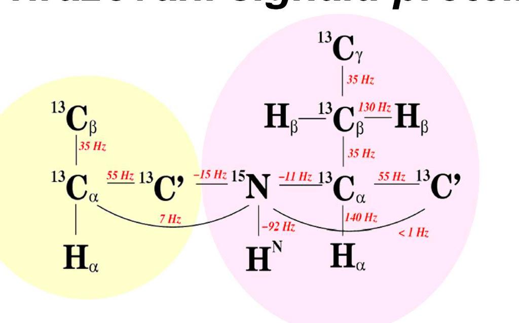 Přiřazování signálů proteinu aminokyselina i-1 aminokyselina i Neznačené proteiny pouze 1 H experimenty (COSY, TOCSY, NOESY) pouze malé proteiny, pracné 13 C a 15 N obohacené