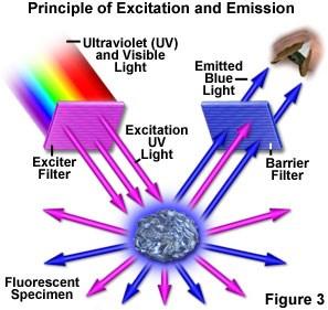 stránky je fluorescence velmi rychlý děj, kdy se doba emise po vypnutí zdroje pohybuje řádově v nanosekundách (10-8 s). Fosforescence je naopak děj s delším trváním emise.