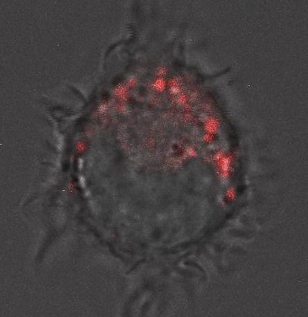 Obrázek 19: Značení PEG nanočástic (červeně) v buňce. Je vidět slabá fluorescence a hromadění PEG do kulovitých útvarů 6 KOLOKALIZACE NANOČÁSTIC A ORGANEL 6.