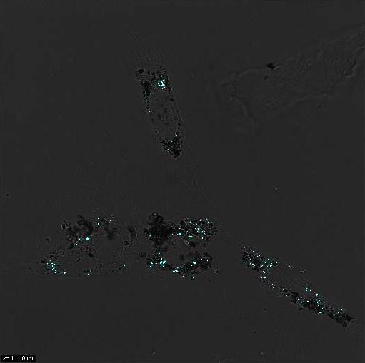 c) Modrý překryv na původním obrázku a. Je vidět, že nanočástice obsazují okrajový prostor buňky a nevstupují do jádra. Rovina=4,