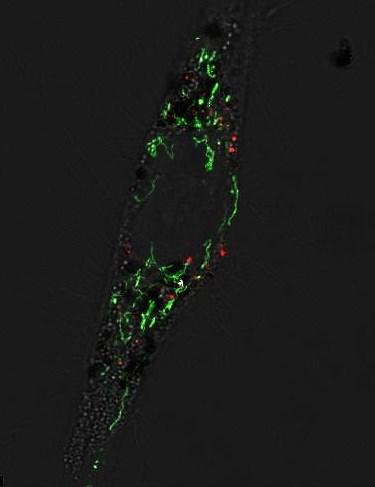 Obrázek 31: Společná detekce FeNV-R (červeně) a mitochondrií (zeleně).