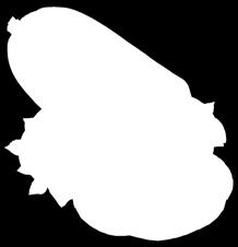 Prantl  