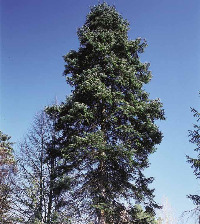 stromy až 25 m vysoké, kmen až 60 cm silný, borka hladká, světle šedá, větve odstávající, strnulé, horní vystoupavé, dolní převisající.