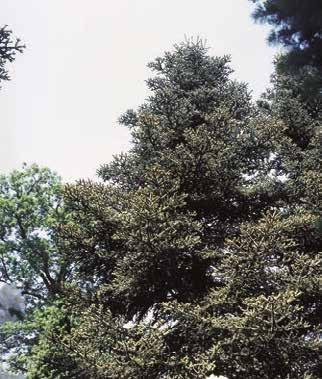 Jedle západohimálajská Abies pindrow /Lamb./ Royle (syn. A. webbiana var. pindrow /Royle/ Brandis) Popis druhu. Domovem v západních Himálajích, kde roste v pásmu 2 300 4 000 m 