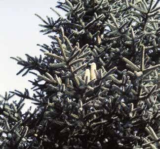 spectabilis; kůra, větve a pupeny jako u A. pindrow, ale jehlice hřebenovitě rozčísnuté, až 55 mm dlouhé). Abies pinsapo (Č. Raab) Abies pinsapo Glauca (Č.