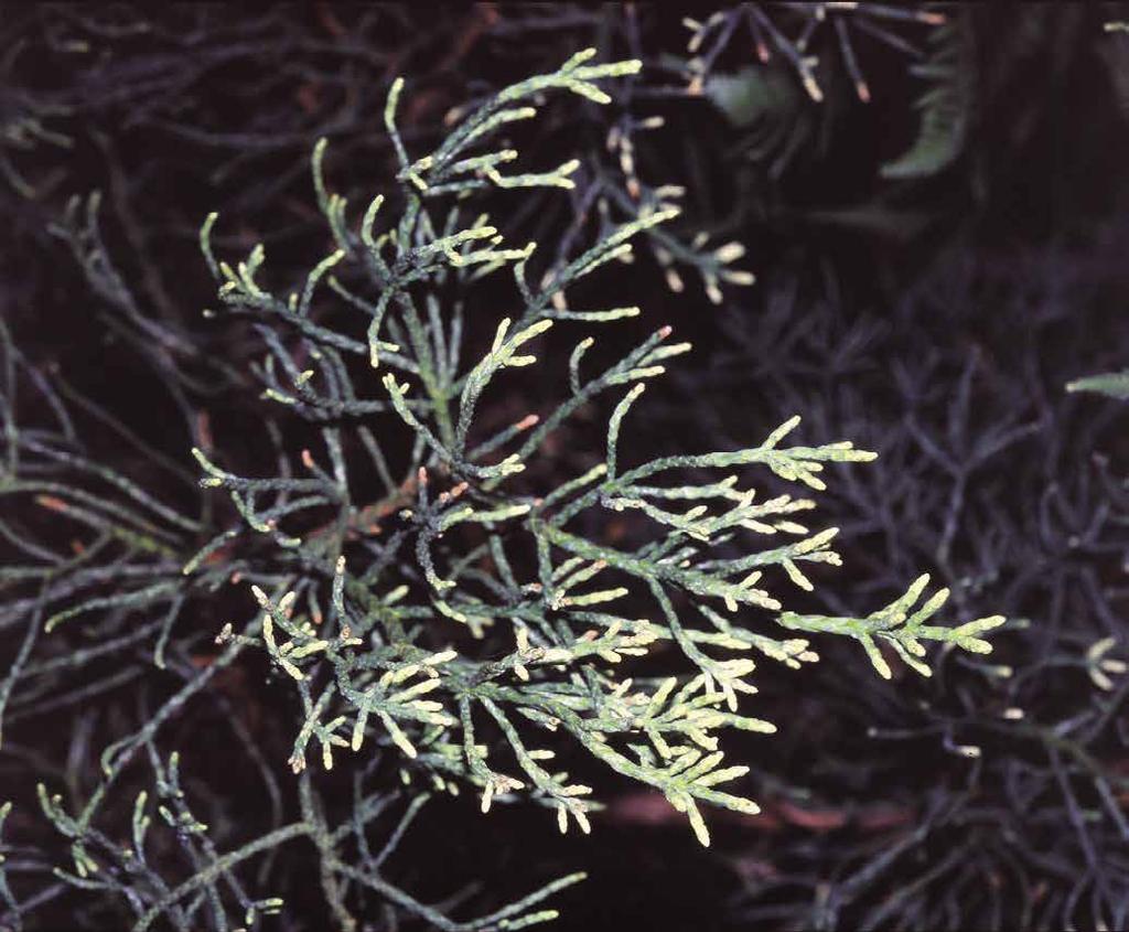Athrotaxis D. Don. hustořadec Taxodiaceae (tisovcovité) Stálezelené, malé nebo středně velké stromy částečně připomínající kryptomérie (Cryptomeria).
