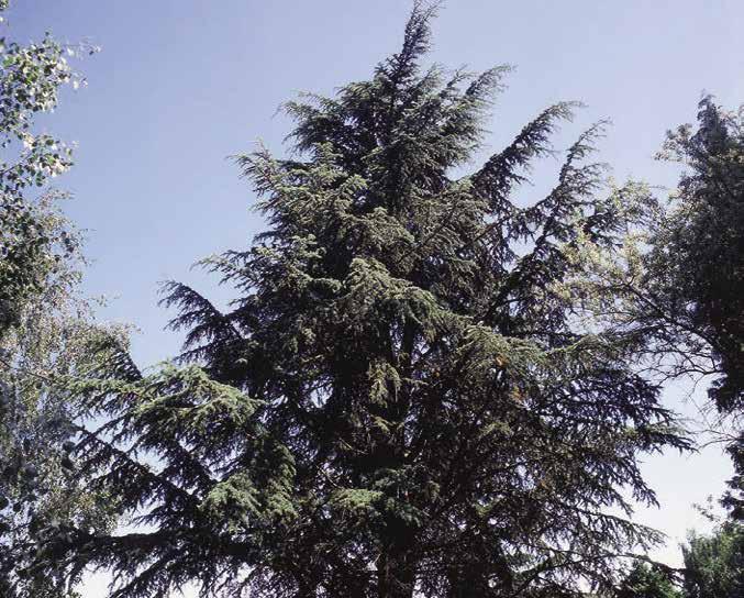 Cedrus Trew. cedr Pinaceae (borovicovité) C36 Stálezelené vysoké stromy s nepravidelně rozložitou korunou. Borka temně hnědá, na mladých jedincích hladká, na starších popraskaně šupinatá.